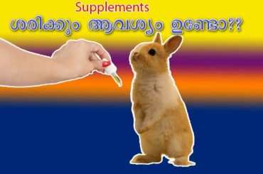 Rabbit Supplements / Rabbit Farming /  Muyalvalarthal / #rabbit