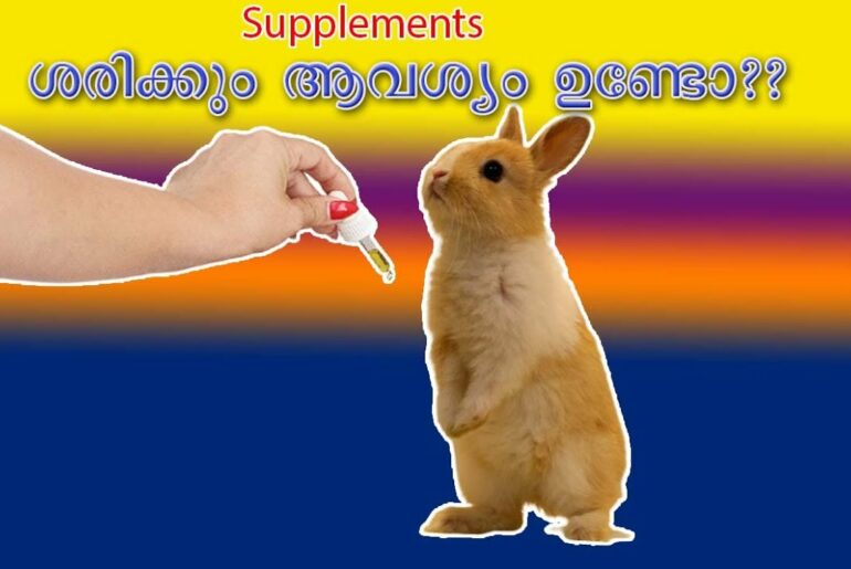 Rabbit Supplements / Rabbit Farming /  Muyalvalarthal / #rabbit