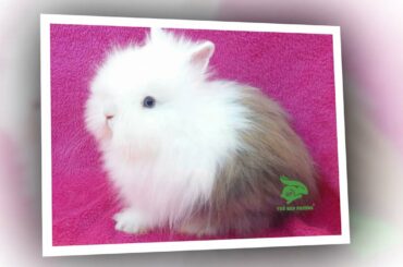 Cute baby bunnies , 30 best baby bunny photos, Cute animals 24h