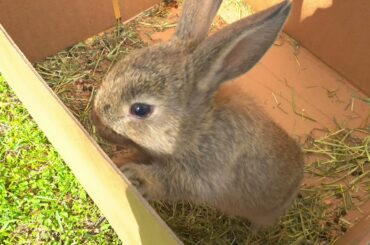 Cute bunny rabbit hops out of the box and meets the funny chicken-man, funny, 4K UHD