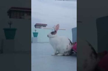 My Cute Rabbit | Pet Rabbit