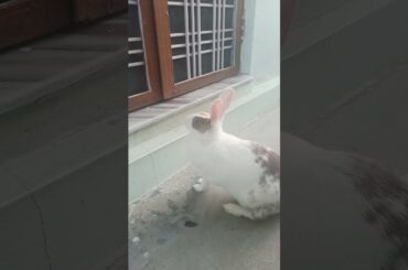 My Cute Rabbit | Pet Rabbit