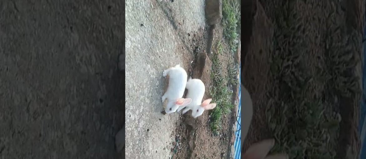 my cute rabbit bunnies playing | #short #viral #trendig #pet #animals please support 1k subscriber s