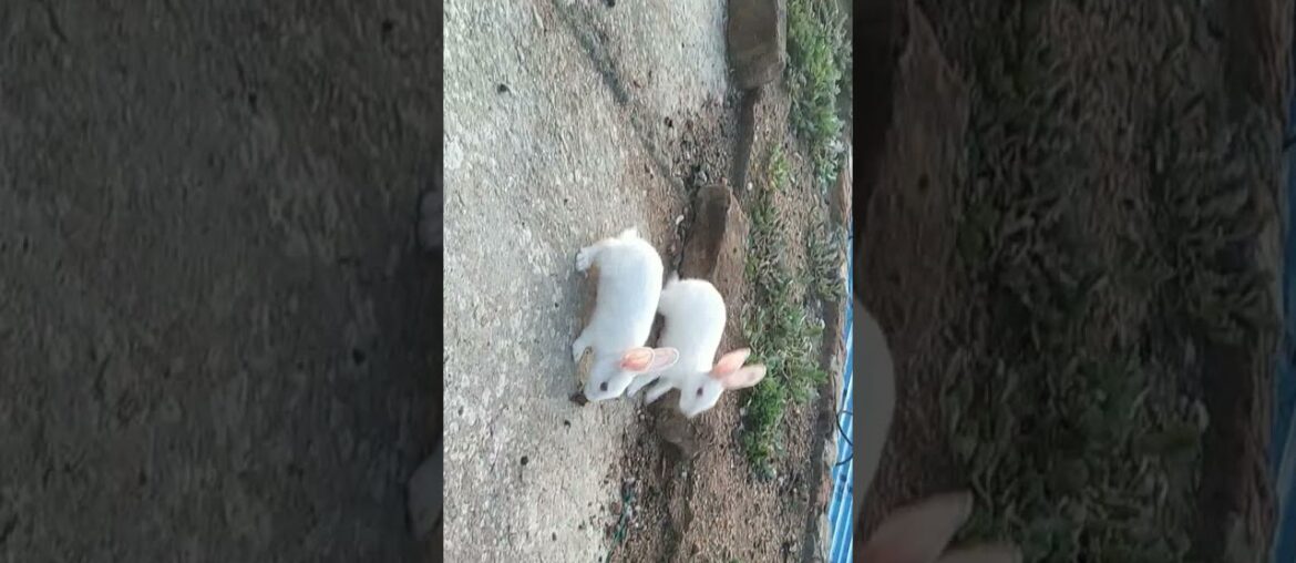 my cute rabbit bunnies playing | #short #viral #trendig #pet #animals please support 1k subscriber s my cute rabbit bunnies playing | #short #viral #trendig #pet #animals please support 1k subscriber s