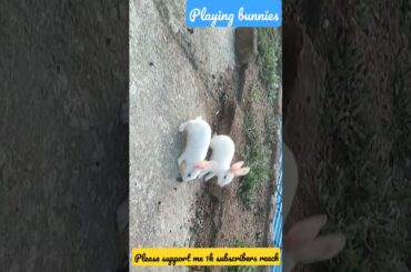my cute rabbit bunnies playing | #short #viral #trendig #pet #animals please support 1k subscriber s