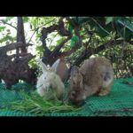 Adorable Rabbit Samnang and Rabbit Mike Eating Grass For Food - Cute Rabbit Eating ASMR