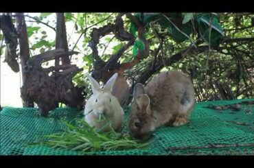 Adorable Rabbit Samnang and Rabbit Mike Eating Grass For Food - Cute Rabbit Eating ASMR
