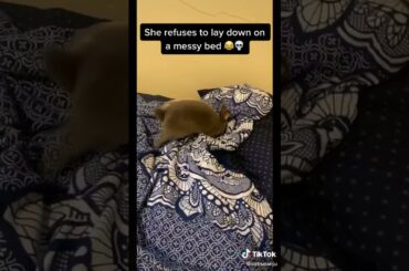 Cute Rabbit funny Videos #shorts #35