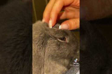 Cute Rabbit funny Videos #shorts #18