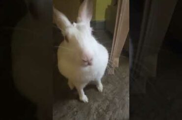 cute bunny || #shorts