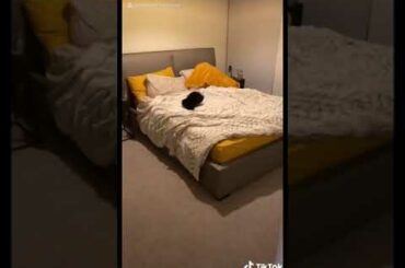 Cute Rabbit funny Videos #shorts #44