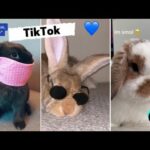 funny and cute bunny rabbit videos #shorts Tik Tok viral clips funny videos shorts collection Tiktok
