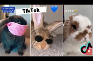 funny and cute bunny rabbit videos #shorts Tik Tok viral clips funny videos shorts collection Tiktok