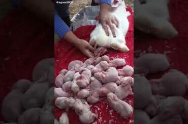 Cute Rabbit funny Videos #shorts #39