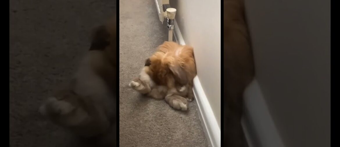 Cute Rabbit funny Videos #shorts #43 Cute Rabbit funny Videos #shorts #43