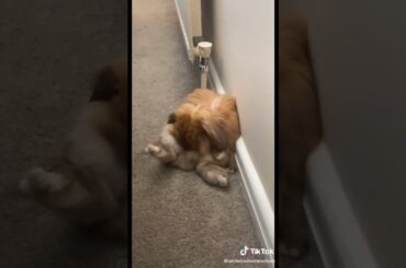 Cute Rabbit funny Videos #shorts #43