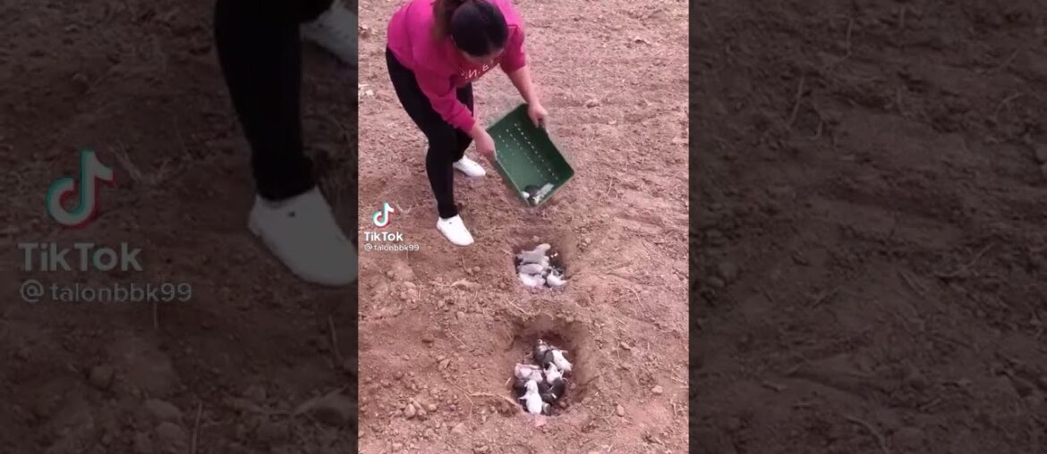 Cute Rabbit funny Videos #shorts #53 Cute Rabbit funny Videos #shorts #53