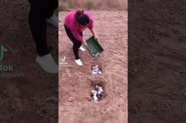 Cute Rabbit funny Videos #shorts #53