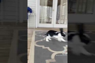 Cute Rabbit funny Videos #shorts #09