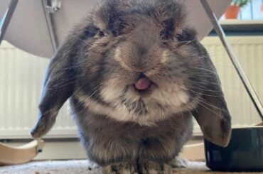 Funny and Cute Bunny Rabbit Videos | Cute Rabbits Compilation 2021