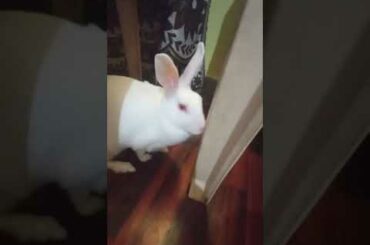 cute bunny || #shorts