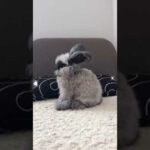 Cute Rabbit funny Videos #shorts #41