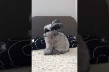 Cute Rabbit funny Videos #shorts #41