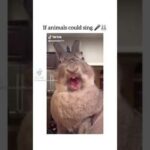 Cute Rabbit funny Videos #shorts #60