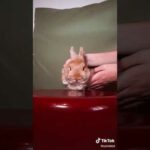 Cute Rabbit funny Videos #shorts #07