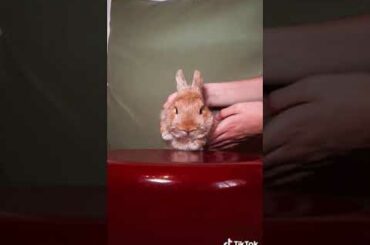 Cute Rabbit funny Videos #shorts #07