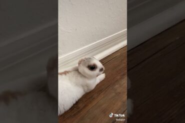 Cute Rabbit funny Videos #shorts #31
