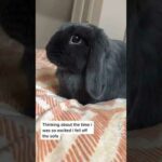 Cute Rabbit funny Videos #shorts #45