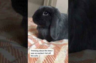 Cute Rabbit funny Videos #shorts #45