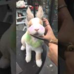 Cute Rabbit funny Videos #shorts #37