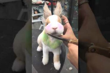 Cute Rabbit funny Videos #shorts #37