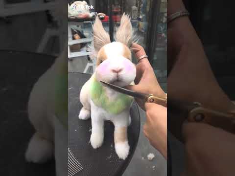 Cute Rabbit funny Videos #shorts #37 Cute Rabbit funny Videos #shorts #37