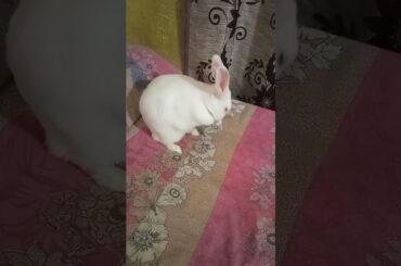 cute bunny || #shorts