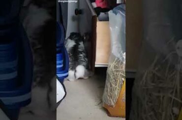 Cute Rabbit funny Videos #shorts #59