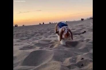 Cute Rabbit funny Videos #shorts #42