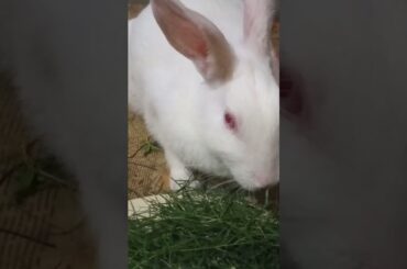 cute bunny || #shorts