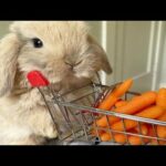 Funny And Cute Baby Bunny Rabbit Videos - Funny Rabbits 2021