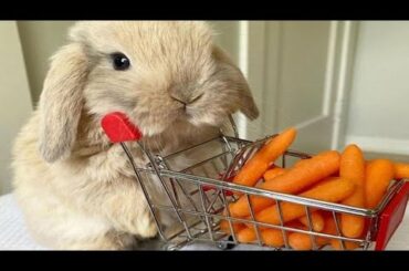 Funny And Cute Baby Bunny Rabbit Videos - Funny Rabbits 2021