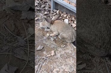 Cutest Small Baby Rabbit - Cute Rabbit Clip Shoe