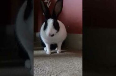 Cute rabbit opens little mouth #Shorts
