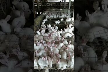 Cutest Small Baby Rabbit - Cute Rabbit Clip Shoe