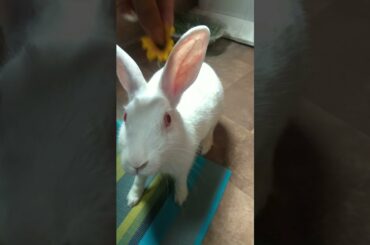 Hunny loves flowers | Bunny eating flower| Cute Rabbit Hunny D Bunny |#shorts