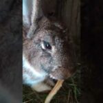 Funny Baby Bunny Rabbit Videos #8 - Cute Rabbits Compilation 2021
