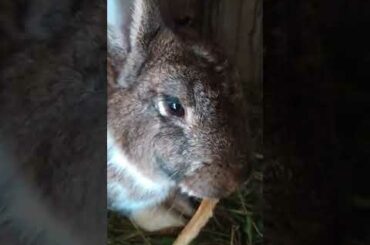 Funny Baby Bunny Rabbit Videos #8 - Cute Rabbits Compilation 2021