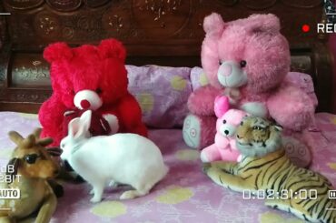 A Cute Rabbit playing with cute toys | Hunny D Bunny