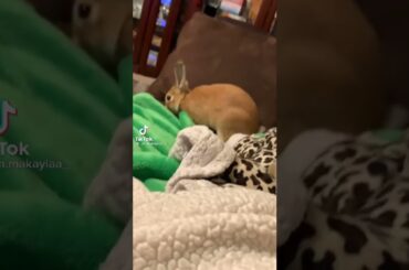 Cute Rabbit funny Videos #shorts #88